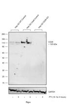 CD26 Antibody in Western Blot (WB)