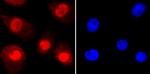 Ku70 Antibody in Immunocytochemistry (ICC/IF)