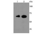 Ku70 Antibody in Western Blot (WB)