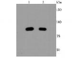 MRE11 Antibody in Western Blot (WB)