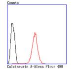 Calcineurin A Antibody in Flow Cytometry (Flow)