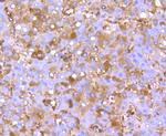 FGF21 Antibody in Immunohistochemistry (Paraffin) (IHC (P))