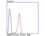 53BP1 Antibody in Flow Cytometry (Flow)