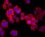 MUC2 Antibody in Immunocytochemistry (ICC/IF)