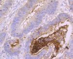 MUC2 Antibody in Immunohistochemistry (Paraffin) (IHC (P))