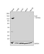 TLR7 Antibody