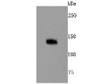 TLR7 Antibody in Western Blot (WB)