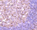 NFATC2 Antibody in Immunohistochemistry (Paraffin) (IHC (P))