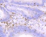 NFATC2 Antibody in Immunohistochemistry (Paraffin) (IHC (P))