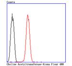 ChAT Antibody in Flow Cytometry (Flow)