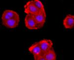 ADFP Antibody in Immunocytochemistry (ICC/IF)