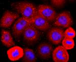 ADFP Antibody in Immunocytochemistry (ICC/IF)