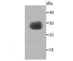 SGCG Antibody in Western Blot (WB)