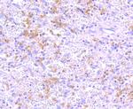 IKK gamma Antibody in Immunohistochemistry (Paraffin) (IHC (P))