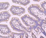 IKK gamma Antibody in Immunohistochemistry (Paraffin) (IHC (P))