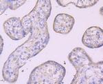 IKK gamma Antibody in Immunohistochemistry (Paraffin) (IHC (P))