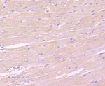 IKK gamma Antibody in Immunohistochemistry (Paraffin) (IHC (P))