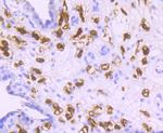 CD163 Antibody in Immunohistochemistry (Paraffin) (IHC (P))