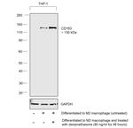 CD163 Antibody