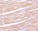 Leptin Receptor Antibody in Immunohistochemistry (Paraffin) (IHC (P))