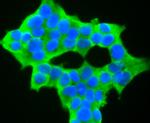 NFATC1 Antibody in Immunocytochemistry (ICC/IF)