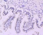 LPL Antibody in Immunohistochemistry (Paraffin) (IHC (P))