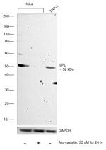 LPL Antibody