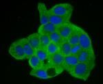 Annexin A2 Antibody in Immunocytochemistry (ICC/IF)