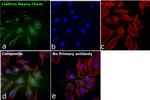 Clathrin Heavy Chain Antibody in Immunocytochemistry (ICC/IF)