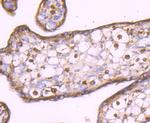 LXR alpha Antibody in Immunohistochemistry (Paraffin) (IHC (P))