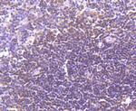 LXR alpha Antibody in Immunohistochemistry (Paraffin) (IHC (P))