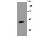 LXR alpha Antibody in Western Blot (WB)