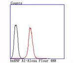 hnRNP A1 Antibody in Flow Cytometry (Flow)