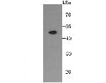 TRAIL-R2 (DR5) Antibody in Western Blot (WB)