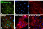 MRP1 Antibody in Immunocytochemistry (ICC/IF)