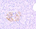 MRP1 Antibody in Immunohistochemistry (Paraffin) (IHC (P))