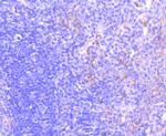 MRP1 Antibody in Immunohistochemistry (Paraffin) (IHC (P))