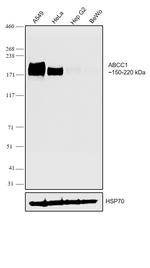 MRP1 Antibody in Western Blot (WB)