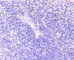 MEF2A Antibody in Immunohistochemistry (Paraffin) (IHC (P))