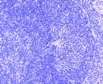 MEF2A Antibody in Immunohistochemistry (Paraffin) (IHC (P))