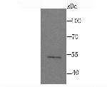 MEF2A Antibody in Western Blot (WB)