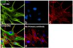 GCN2 Antibody in Immunocytochemistry (ICC/IF)