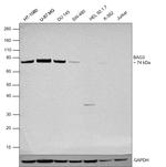 BAG3 Antibody in Western Blot (WB)