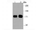 BAG3 Antibody in Western Blot (WB)