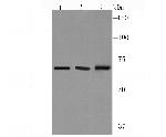 CD39 Antibody in Western Blot (WB)