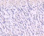 NMDAR2A Antibody in Immunohistochemistry (Paraffin) (IHC (P))