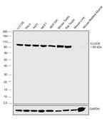 CLOCK Antibody in Western Blot (WB)