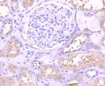 PKC epsilon Antibody in Immunohistochemistry (Paraffin) (IHC (P))