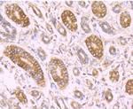 RBP4 Antibody in Immunohistochemistry (Paraffin) (IHC (P))