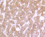 RBP4 Antibody in Immunohistochemistry (Paraffin) (IHC (P))